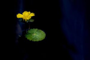 Can You Use UPI for Best Lotus365 Promo Code? Complete Answer (2026)