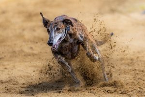 Where Mumbai Race Course Betting: Complete 2026 Guide for Indian Players