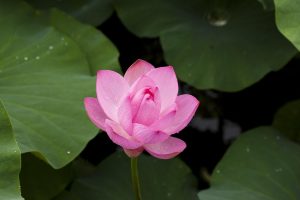 Genuine Lotus365 Login: Step-by-Step Guide for India (2026)